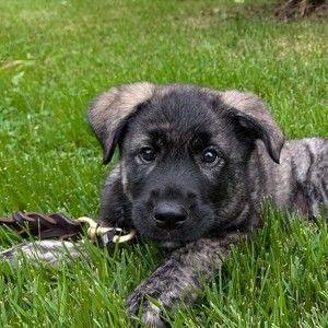 Meet your Posher, A.j.